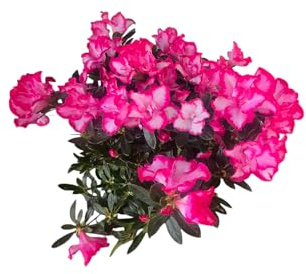 Azalea en Maceta Planta Natural Viva con Flores Exóticas