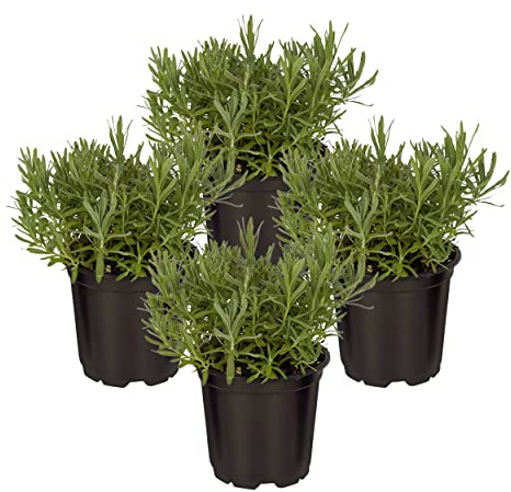 Live Aromatic and Edible Herb - Lavender (4 Per Pack), Natural Sleep Enhancer, 6 Tall by 4 Wide in 1 Pint Pot