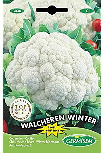 Germisem Blumenkohl WALCHEREN WINTER 5, EC3030, mehrfarbig