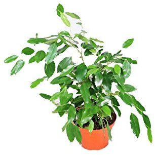 Ficus Benjamina - 6'' from California Tropicals