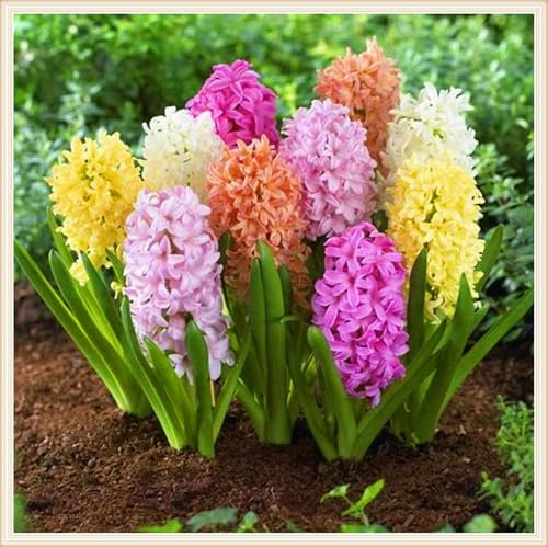 Hyazinthenzwiebel Winterhart MehrjäHrig,Hyazinthe Kaufen Hyazinthen Rhizome Hyazinthen Pflanzen Winterhart,Gärten Geschenk bereit MehrjäHrige Knollenpflanze Im Topf Pflanzen-5zwiebeln-a