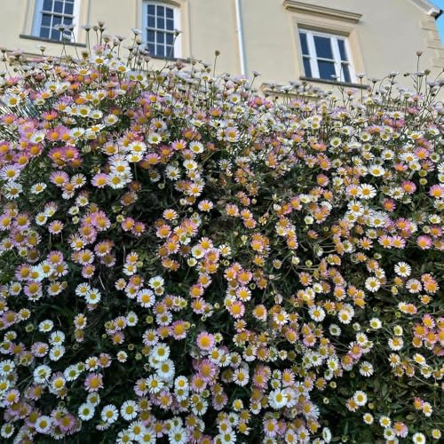 Semillas de margarita española de jardín de rocas resistentes, erigeron karvinskianus, primavera, silvestres Decoración de jardín para exteriores, 100pcs