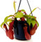 POWERS TO FLOWERS - NEPENTHES ALATA COMPACTA, BASKET 16CM, pianta vera