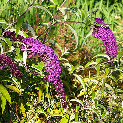 Buddleja davidii a fiore rosso, 2 piante con altezza 40/60 cm, vaso Ø16, albero delle farfalle