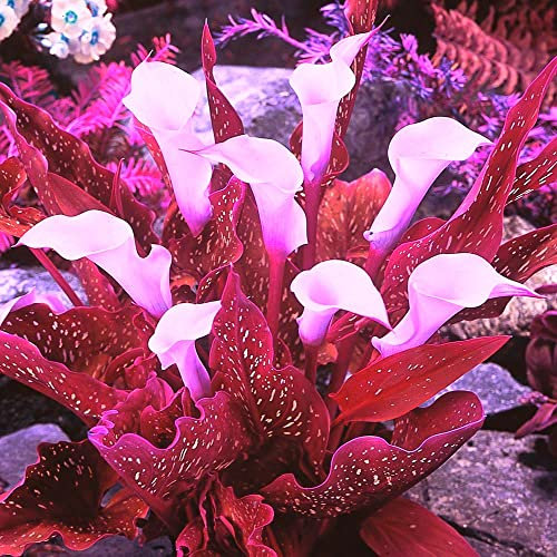 Bulbi di giglio recisi fiori squisito regalo di calla perenni-5 Bulbis,D