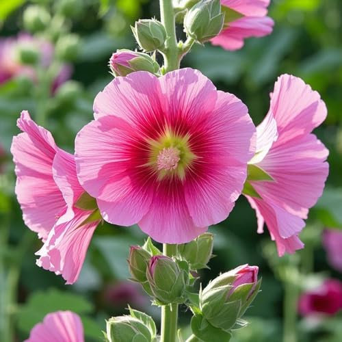 1000 Graines de Roses Trémières Vivaces | Alcea Rosea | Fleurs Hautes & Colorées pour Jardins – Attire Abeilles & Papillons (Rose)