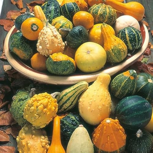 1 Pack of 25 SEEEDS Gourd Ornamental Mixed