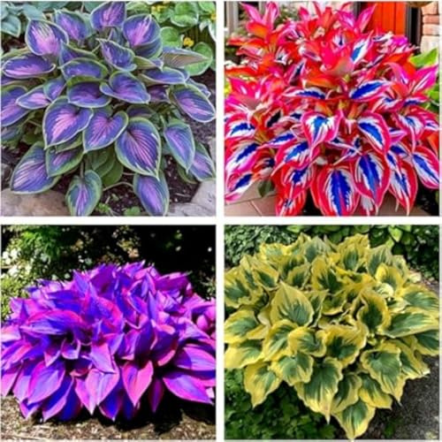 El bulbo de Hosta - Adaptabilidad (Sombra/Humedad) - Ideal para Jardines, Balcones y Decoración-6 subterraneo-F