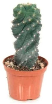 Planta natural de Cactus Spiralis, 15 cm. Careus Spiralis; Cactus de forma de espiral, con gruesos tallos verdes y espinas cortas; ideal para decorar. Segura Garden.