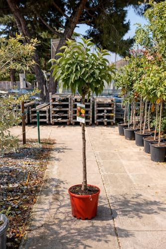 Manzano Red Delicious - Malus domestica en maceta de 10 litros y altura de 140cm mínimo