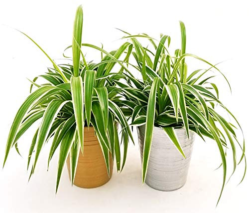 POWERS TO FLOWERS - CHLOROPHYTUM, FALANGIO 2 PIANTE, IN VASO CERAMICA ORO e ARGENTO, vaso 12cm, piante vere