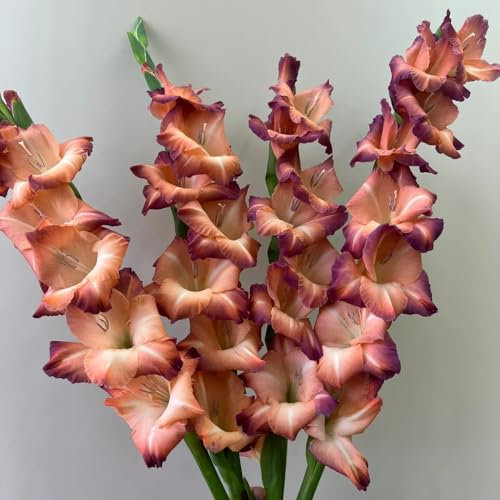 7 pcs gladiolen zwiebeln winterhart, Gladiolus, mehrjährige blumen winterhart, zimmerpflanzen gladiolen knollen bodendecker winterhart mehrjährig, pflanzen garten zwiebelblumen blumen