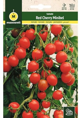 Mascarell Semillas, TOMATE, Semillas Huerto, TOMATE RED CHERRY, Crea tu Propio Huerto Urbano y Cultivo en Casa, Plantas Hortícolas, 1 Gramos