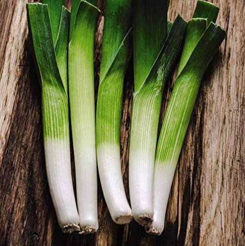 Thompson & Morgan - Leek Carentan 2 (Organic) - 300 Seeds