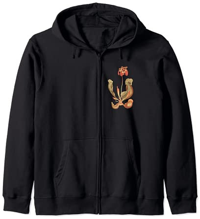 Plante carnivore, pichet trompette plante, Sarracenia Sweat à Capuche