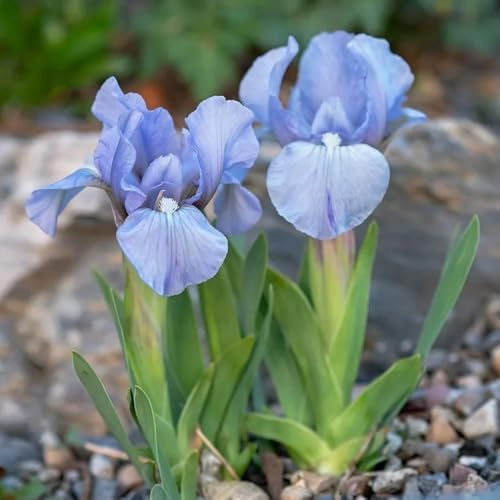 Semillas de iris - exóticas Iris tectorum - semillas de balcón resistentes resistentes para balcones Las de jardín son 500pcs