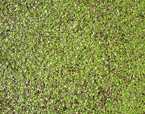 haus & garten Lentille à eau - Très grande portion - 40 x 40 cm - Idéal pour plantes de bassin