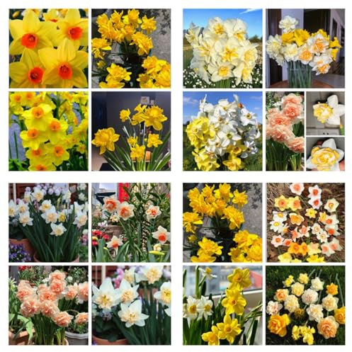Flowering Daffodil Bulbs Excellent Display Indoor Perennial Balcony Garden Bulbs Can Be Potted Aromatic Soil and hydroponics-2bulbs-G