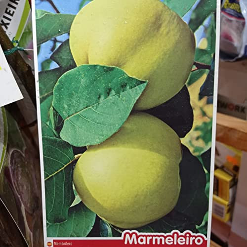 LA IBERICA Membrillo fruit tree