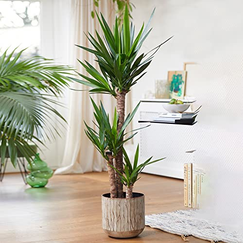 Yucca Elephantipes Large Indoor House Plant Real Evergreen Tall Plants (70-80cm)
