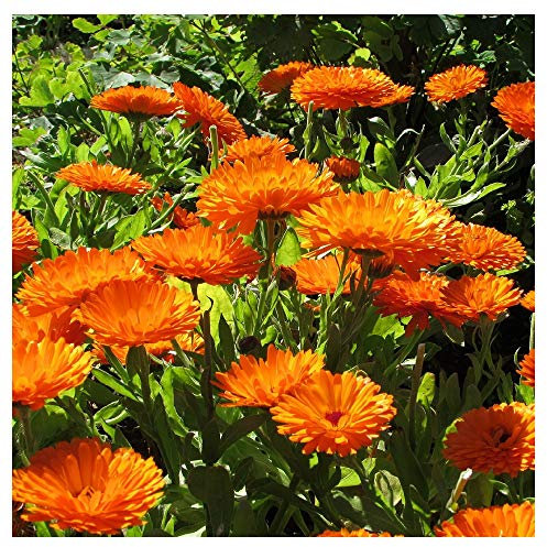 Pot Marigold 'Orange King' / Calendula officinalis/Heritage Variety/Hardy Annual/Good Cut Flower/Seeds
