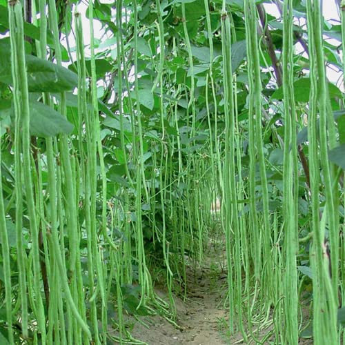 Prademir – Meterbohne Samen/Spargelbohne Samen – 50x Bohnensamen handverlesen aus Portugal – Bohnensaat mit hoher Keimrate für Garten, Gewächshaus & Terrasse – 100% Natursamen ohne Chemie