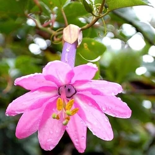 Banana Passionfruit - 10 Seeds + freebie + Plant tag (Passiflora mollissima)