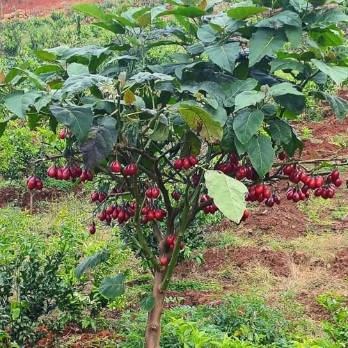 semi di tamarillo, frutto colonnare semi di da frutto da nani, resistenti pomodoro colonnari vecchie varietà esotiche balcone rari 45pcs