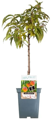 Collection d'arbres fruitiers pour patio | Fruits variés | Idéal pour petits jardins | 2-3 pieds