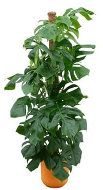 Monstera Pertusum – Fensterblatt – Zimmerpflanze ca. 150cm – ø26cm – inkl. Jazz Pflanztopf Gelb – XXL Grünpflanze mit dekorativen Blättern für Wohnzimmer & Büro