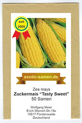 Zuckermais - Mais -Tasty Sweet F1 Hybride - sehr süß - früh reifend - 50 Samen