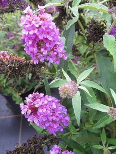 Buddleja Summer Bird Blue - Zwerg-Schmetterlingsflieder 30-40