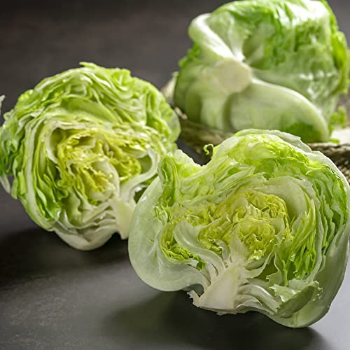 semillas de lechuga de jardín semillas variedades tradicionales balcón resistentes invierno bonsái 550pcs