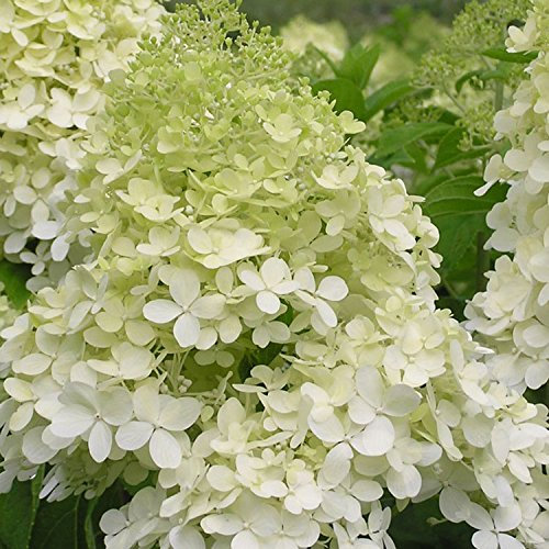 Hydrangea paniculata 'Phantom' 15cm Pot Size