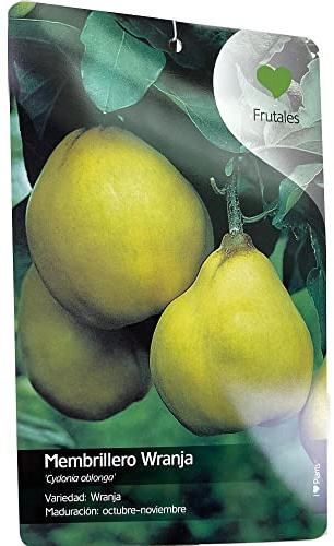 Garden Center Shop | Membrillero de Wranja M25 150 cm | Membrillo Gigante Aromático | Cosecha Octubre–Noviembre | Ideal para Huertos Urbanos y Jardines Mediterráneos
