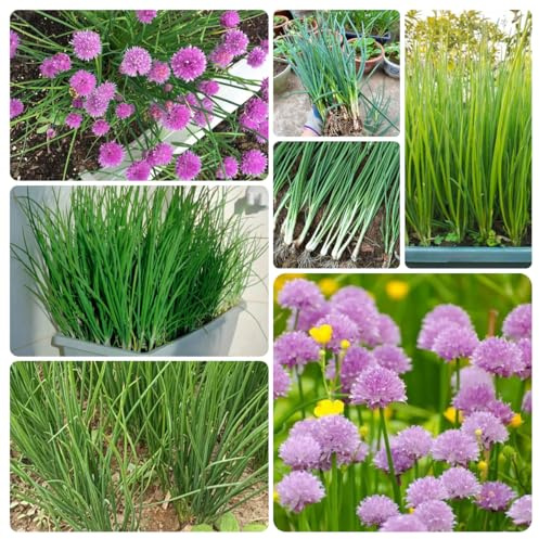 semi di cipollina biologici - giardino da interno da esterno resistenti letto per balcone 800pcs
