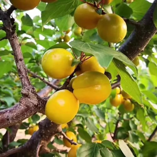 semillas de albaricoque - albaricoquero - albaricoquero, interior, raras, para lugares soleados 22pcs