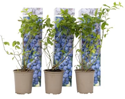Plant in a Box - Myrtille - Set de 6 - Vaccinium corymbosum - Airelle à gros fruits - Pot 9cm - Hauteur 25-40cm