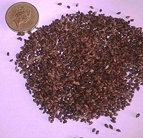 Portal Cool Bianco abete Rosso, Picea glauca, coníferas Albero e Bonsai 25 Semi