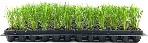 Feather Reed Grass Karl Foerster | 10 Live Plants | Calamagrostis X Acutiflora | Drought Tolerant Cold Hardy Low Maintenance Ornamental Grass