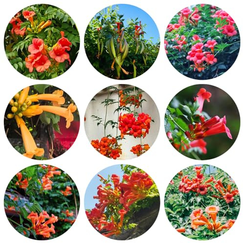 semillas de enredadera de trompeta, trepadora resistente, Decoración balcón, jardín, perennes Camas elevadas 350pcs