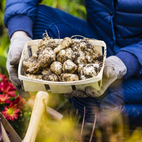 5 pcs topinambur saatknollen zum pflanzen Zwiebeln, topinambur - knollen, echte pflanzen, hochbeete für garten topinambur kaufen - Helianthus tuberosus - alte sorten garten pflanzen