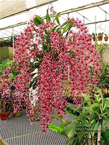 3: 60Pcs Semi di Dendrobium Rhynchostylis giapponese RARA Phalaenopsis Orchid-Piantine Giardino & Amp; Piantare in casa Pianta da interno Seme di Fiori