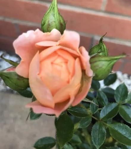 Sweet Dream Patio/Miniature Bush Rose Plant in A 4.5 Litre Pot