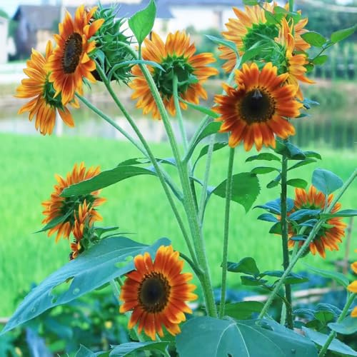 semillas de girasol orgánicas - jardín perennes resistentes exóticas balcón 750pcs