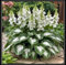 Hosta Zwiebeln, Ideale Garten Pflanzen, Dauerblüher Qualitätspflanzen, Funkien Pflanze, Große Winterhart pflanzen, Pflanzen Funken Hosta MehrjäHrig, 4zwiebeln-F