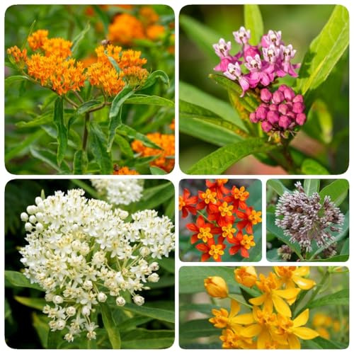 300 piezas Semillas de Asclepias - Asclepias tuberosa - Decoración de balcón decoración de flores planta de decoración macetas para flores de balcón semillas de jardín plantas de