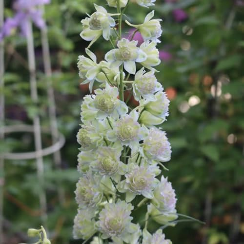 delphinium - Delphinium - di semi di Decorazioni per giardini esterni, semi tappezzanti, all'inverno 350semi