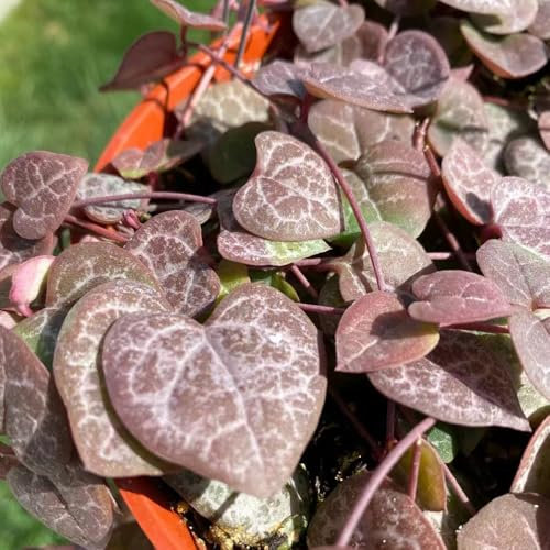 200 pcs leuchterblume hängend samen - winterharte stauden, gartenkräuter samen kübelpflanzen winterhart mehrjährig, indoor kräutergarten, fleischfressende pflanzen, sukkulente pflanzen