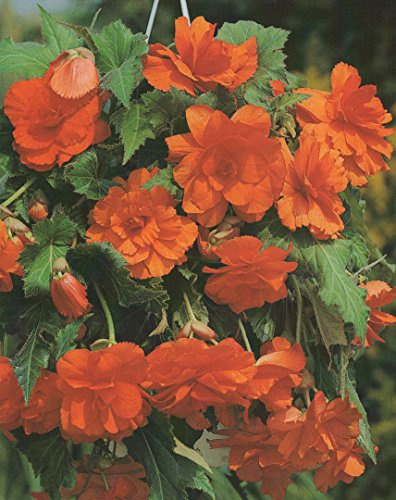 Begonien pendula hängend in orange gefüllt Blumenzwiebeln Knollenbegonie (5 Blumenzwiebeln)
